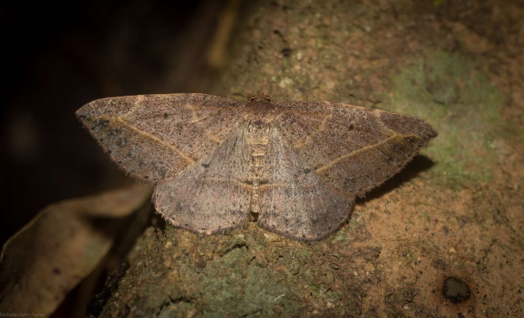 Слика од Zeuctophlebia squalidata Walker 1863