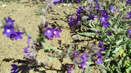 Imagem de Anchusa undulata L.