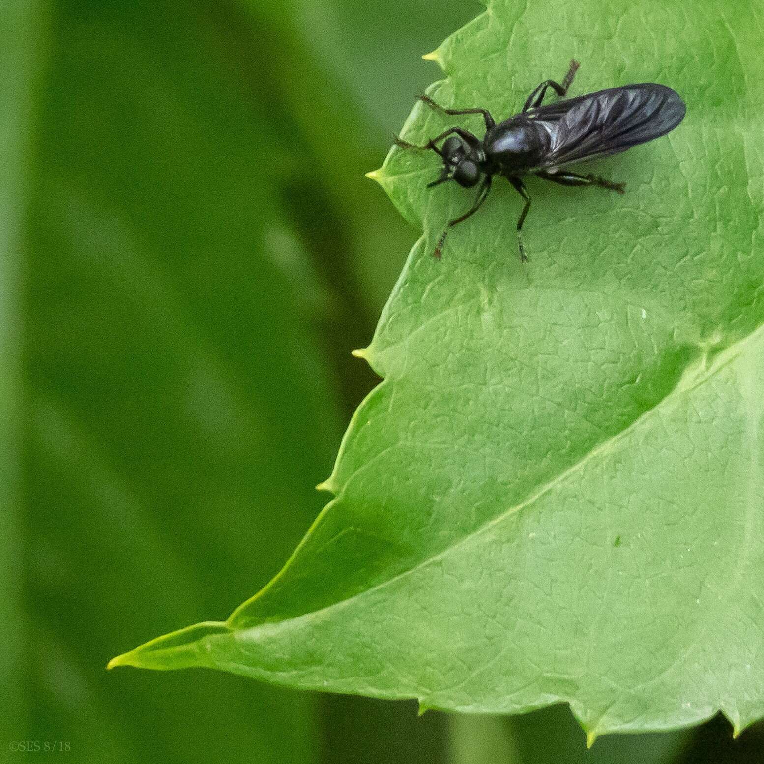 Image of Lampria bicolor (Wiedemann 1828)