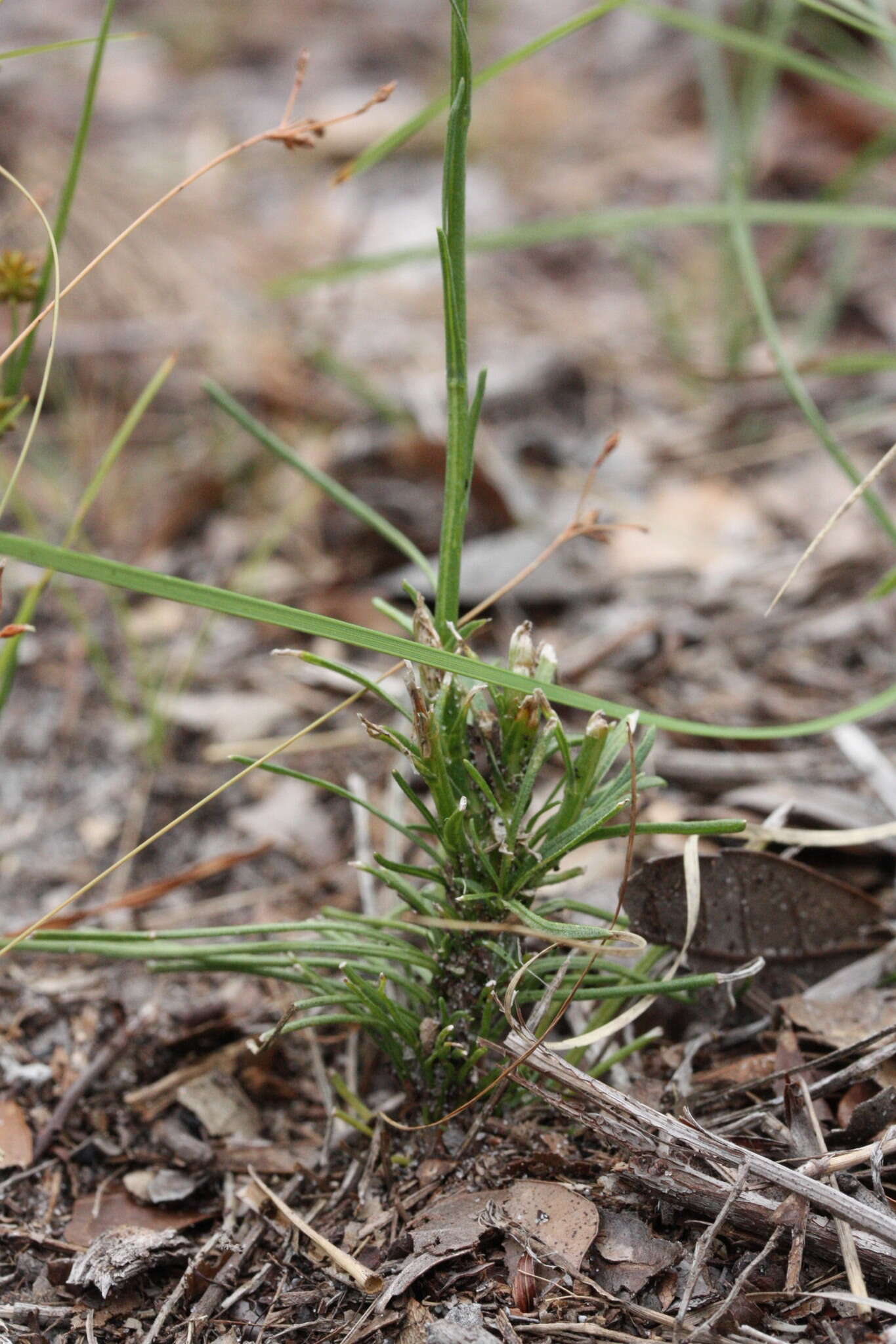 Liatris tenuifolia Nutt. resmi