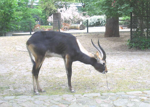 Image of Nile Lechwe