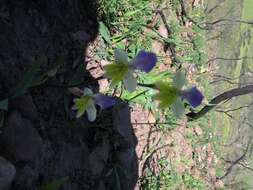 Image of Sparaxis villosa (Burm. fil.) Goldblatt