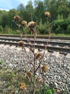 Image of Carlina biebersteinii Bernh. ex Hornem.