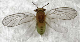 Image of Peppertree Psyllid