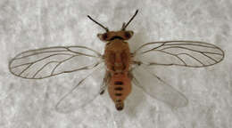 Image of Peppertree Psyllid