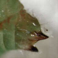 Image of Peppertree Psyllid