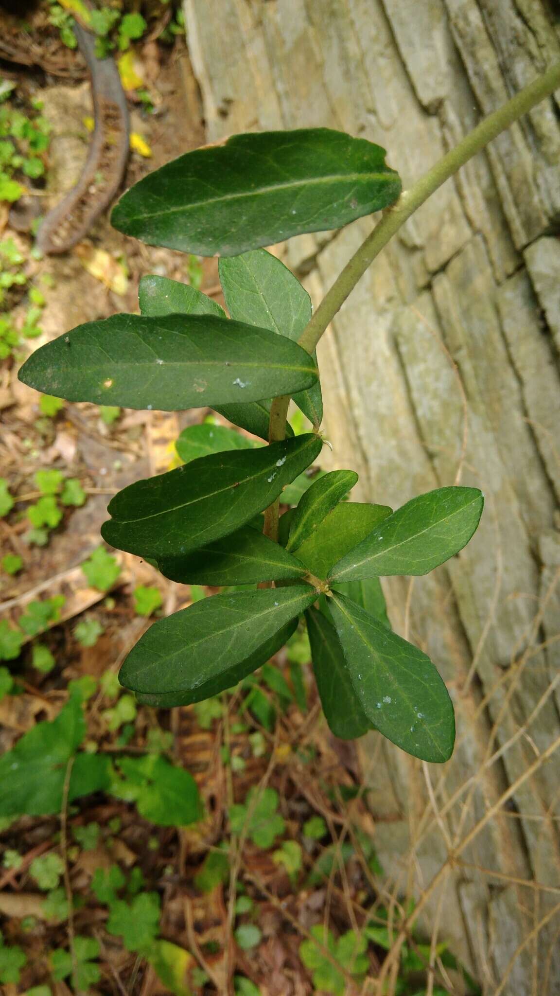 Tarlmounia elliptica (DC.) H. Rob., S. C. Keeley, Skvarla & R. Chan resmi