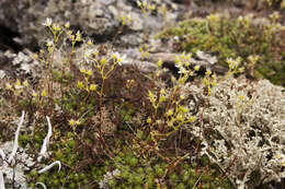 Image de Saxifraga bronchialis subsp. stelleriana (Merk ex Ser.) Malysch.