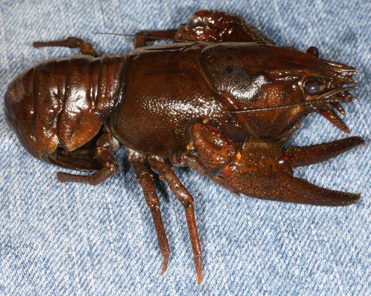 Image of Broad-clawed Crayfish