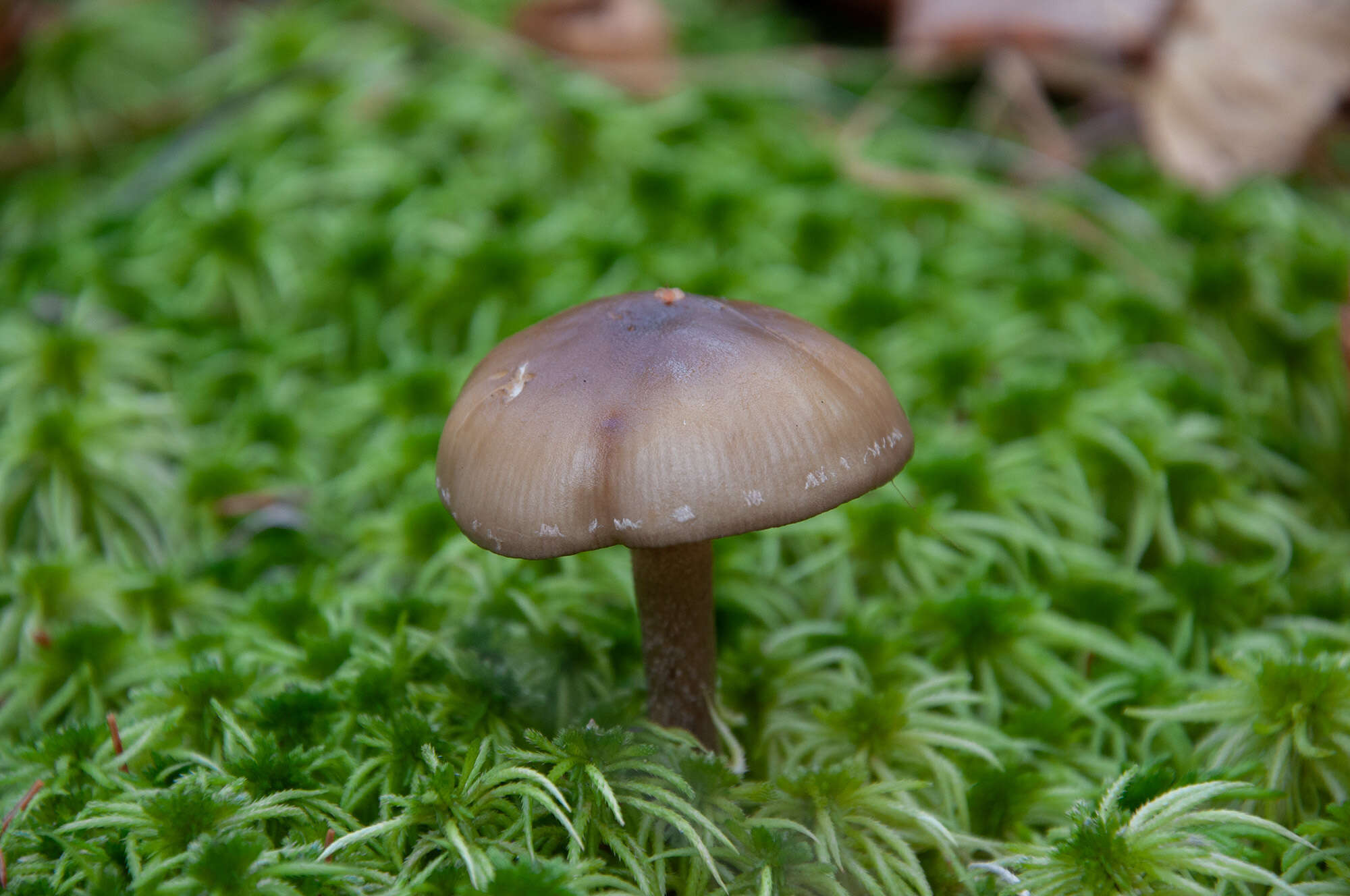 Image of Hypholoma myosotis (Fr.) M. Lange 1955