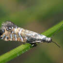 Image of Glyphipterix thrasonella Scopoli 1763