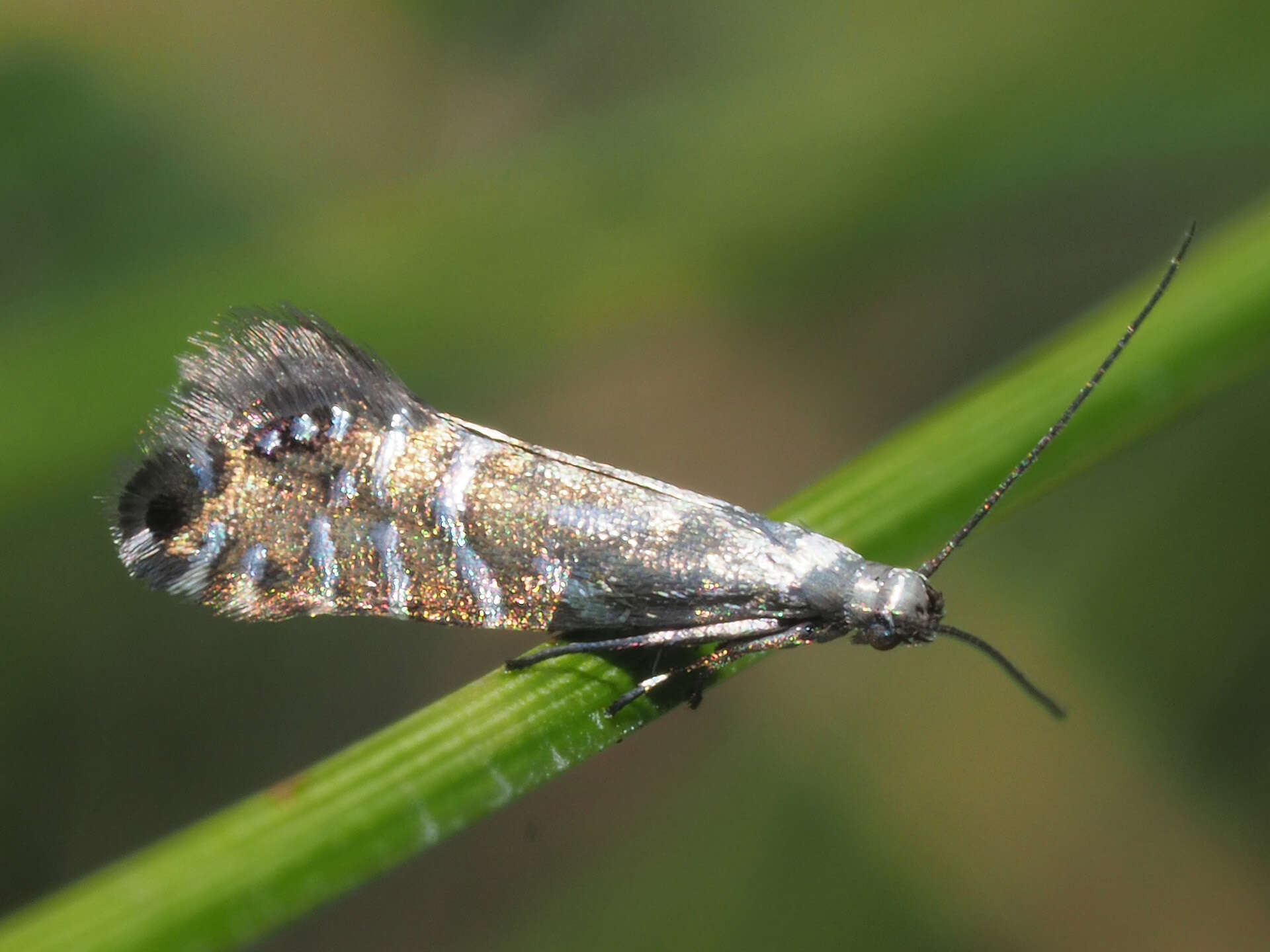 Слика од Glyphipterix thrasonella Scopoli 1763