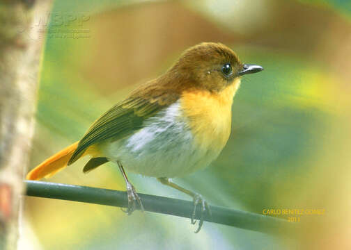 Image de Gobemouche de Palawan