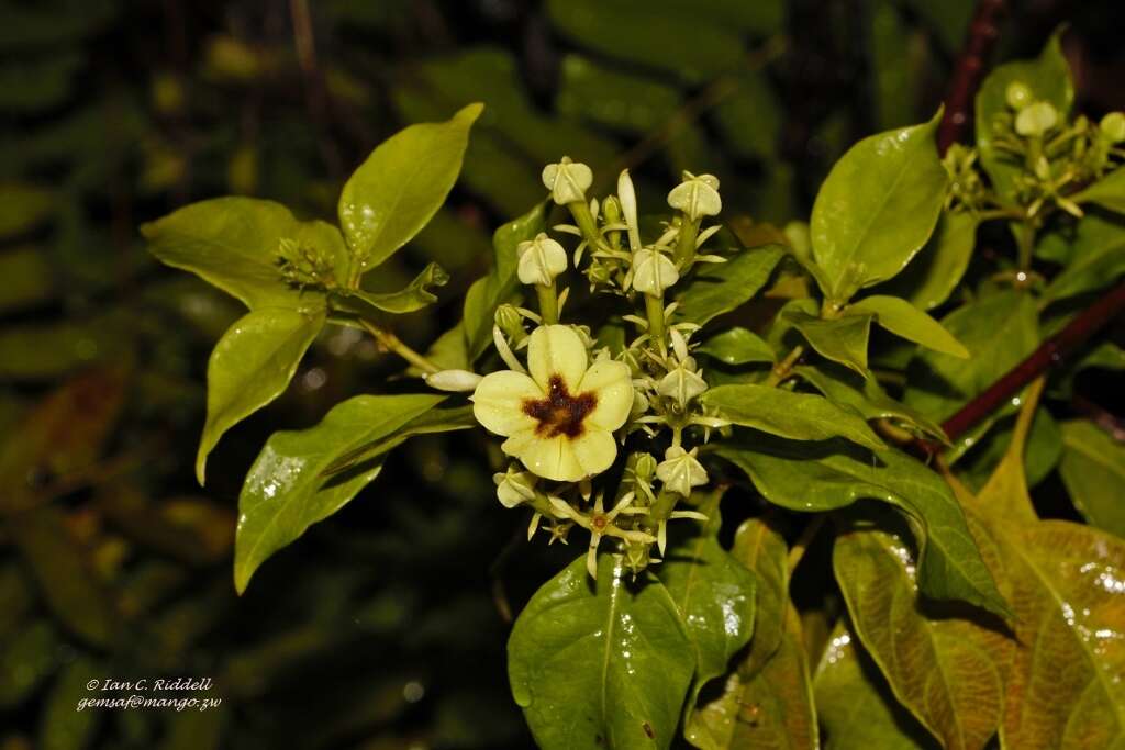 Imagem de Mussaenda arcuata Poir.