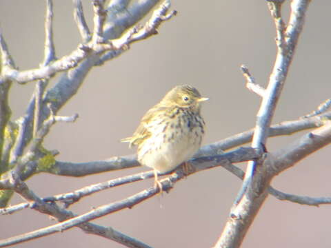 Image of Meadow Pipit