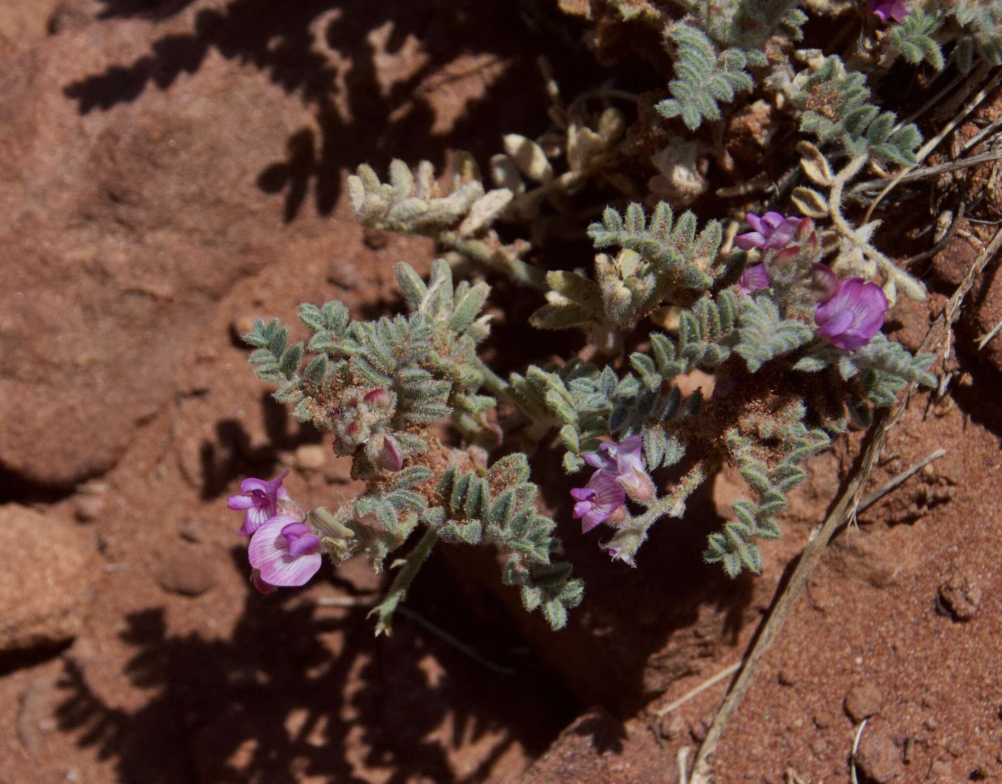 Image of mountain oxytrope