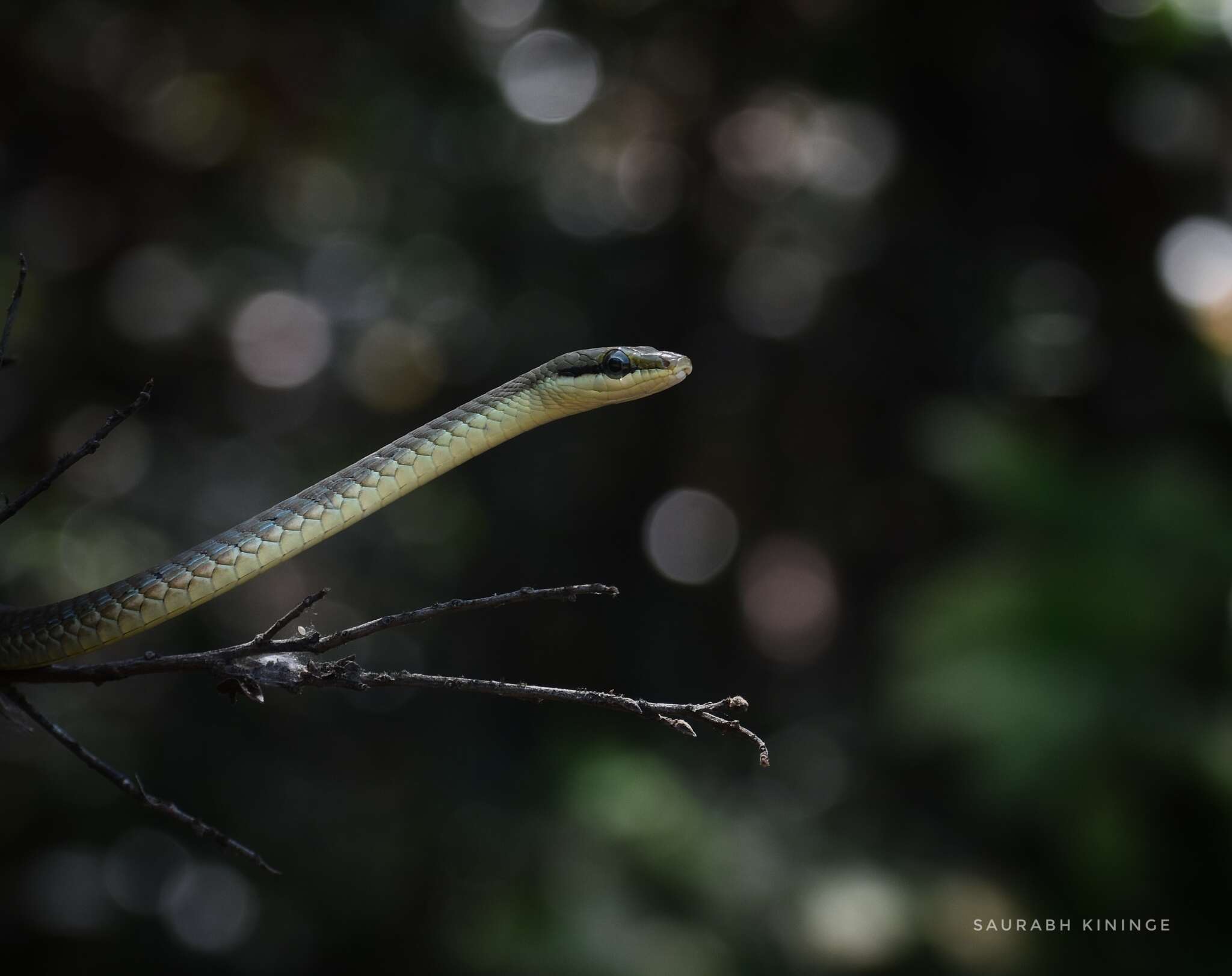 Sivun Dendrelaphis girii Vogel & Van Rooijen 2011 kuva