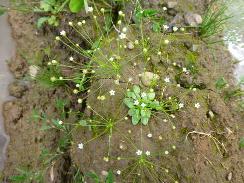 Image of filiform rockjasmine