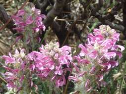 Image of Rocky Mountain Lousewort