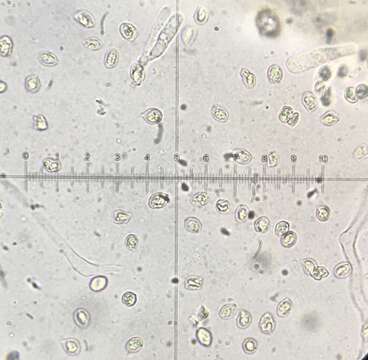 Rhodocybe roseiavellanea (Murrill) Singer 1951 resmi