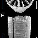 Image of Schizocyathidae Stolarski 2000