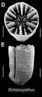 Image of Schizocyathidae Stolarski 2000