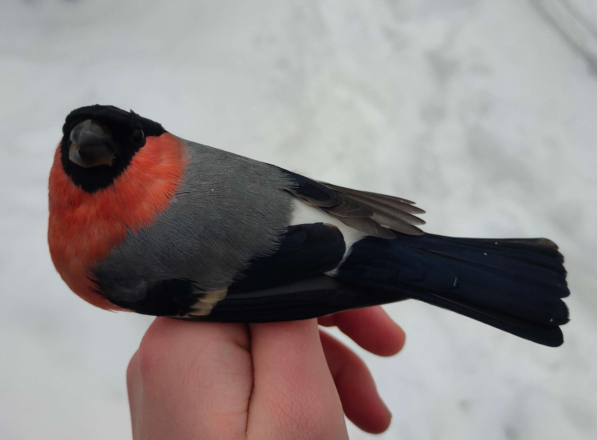 Pyrrhula pyrrhula pyrrhula (Linnaeus 1758) resmi