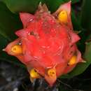 صورة Guzmania osyana (É. Morren) Mez