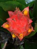 صورة Guzmania osyana (É. Morren) Mez