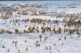 Image of glasswort