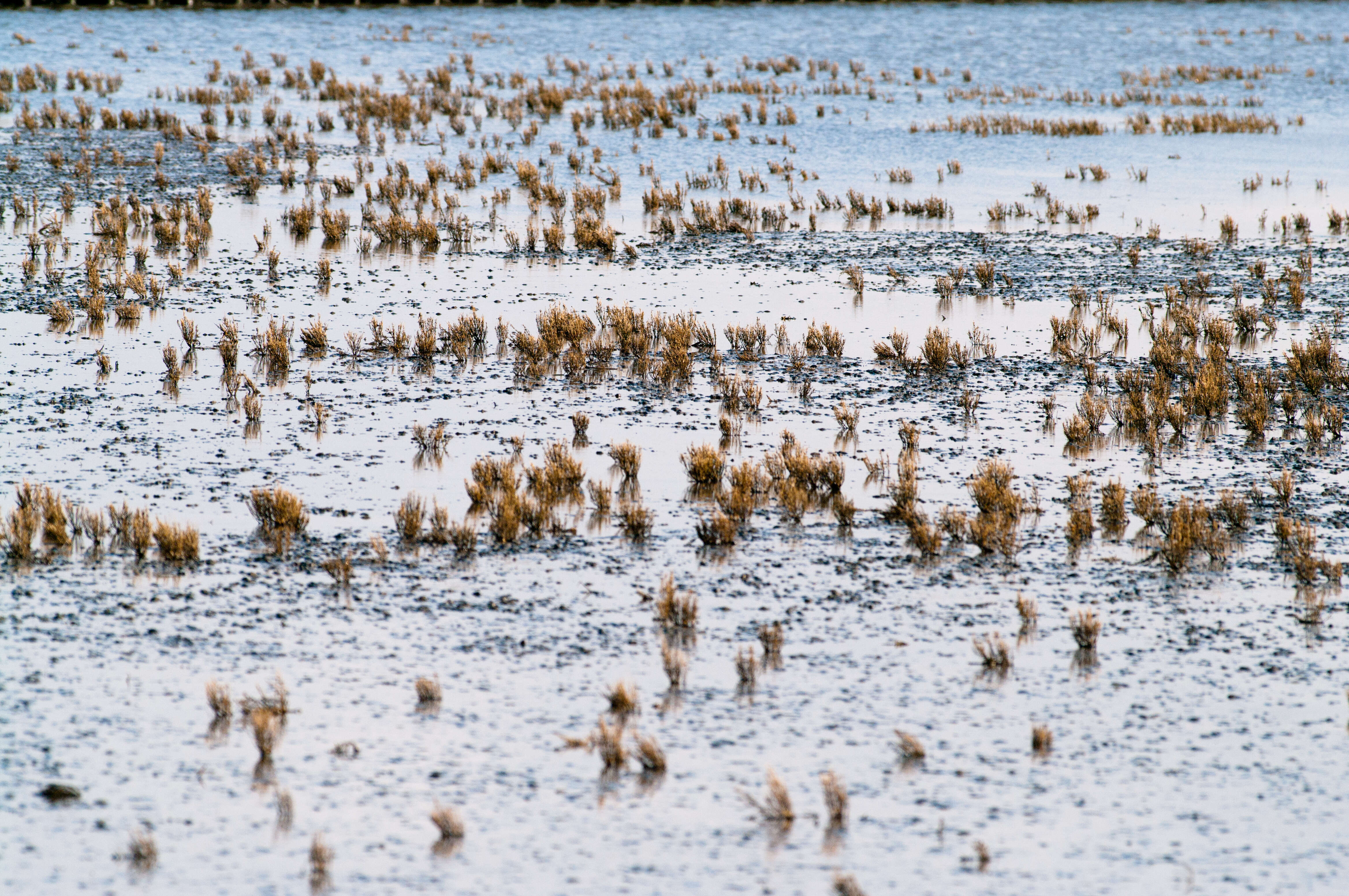 Image of glasswort