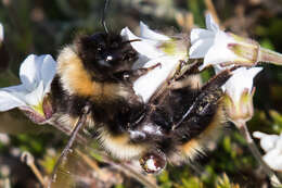 Image of Bombus kirbiellus Curtis 1835