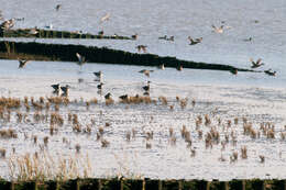 Image of glasswort