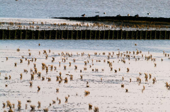 Imagem de Salicornia europaea L.