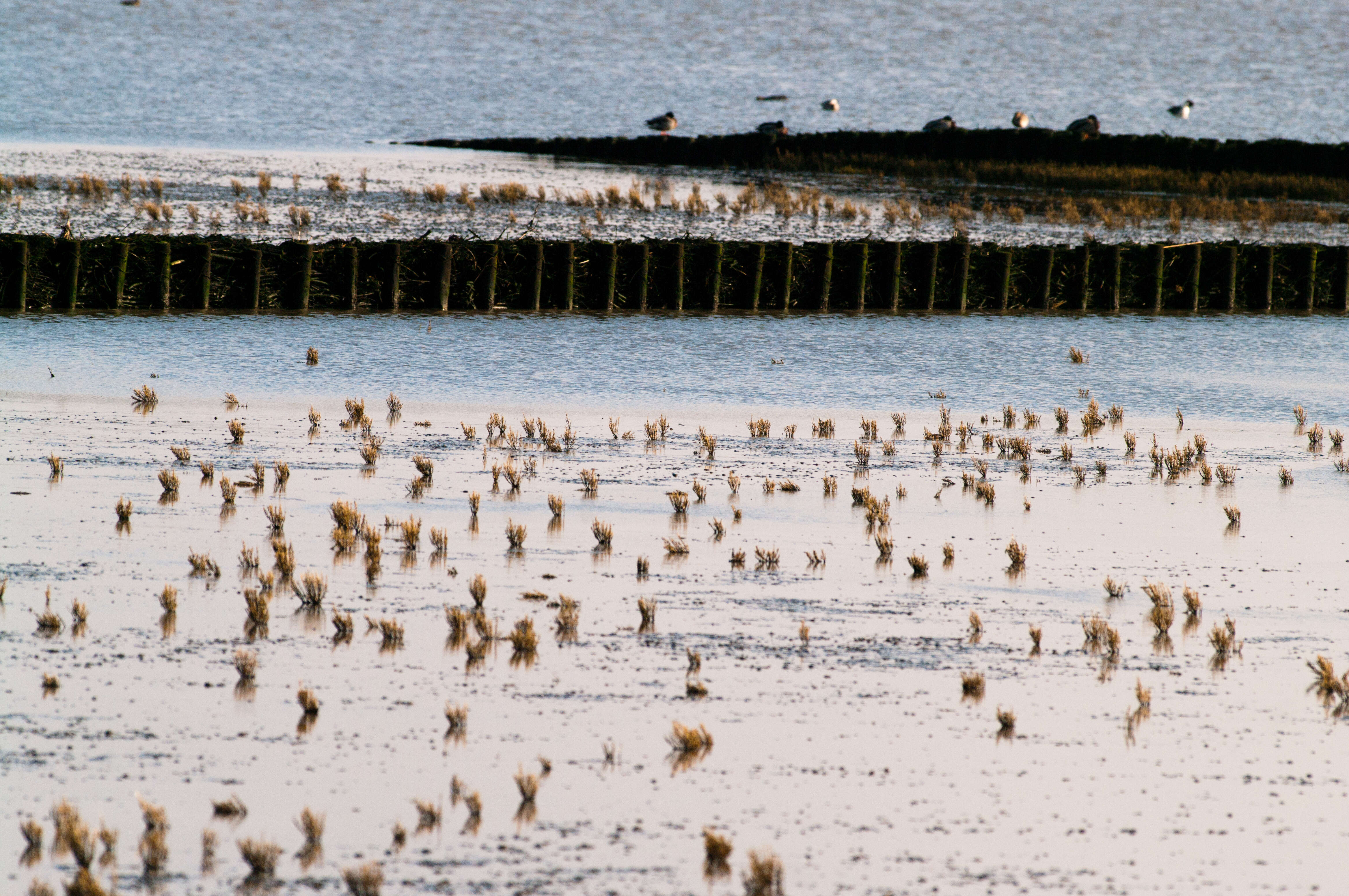 Image of glasswort