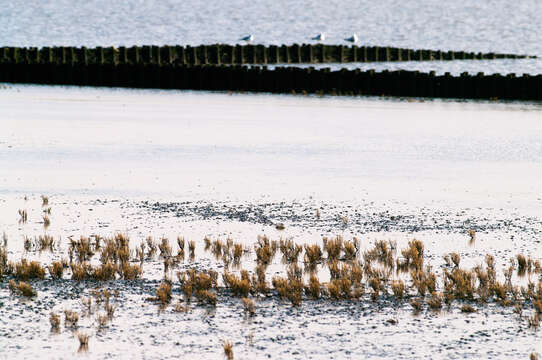 Image of glasswort