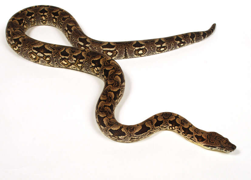 Слика од Acrantophis dumerili Jan ex Jan & Sordelli 1860