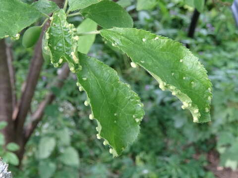 Imagem de <i>Eriophyes prunispinosae</i> Nalepa 1926