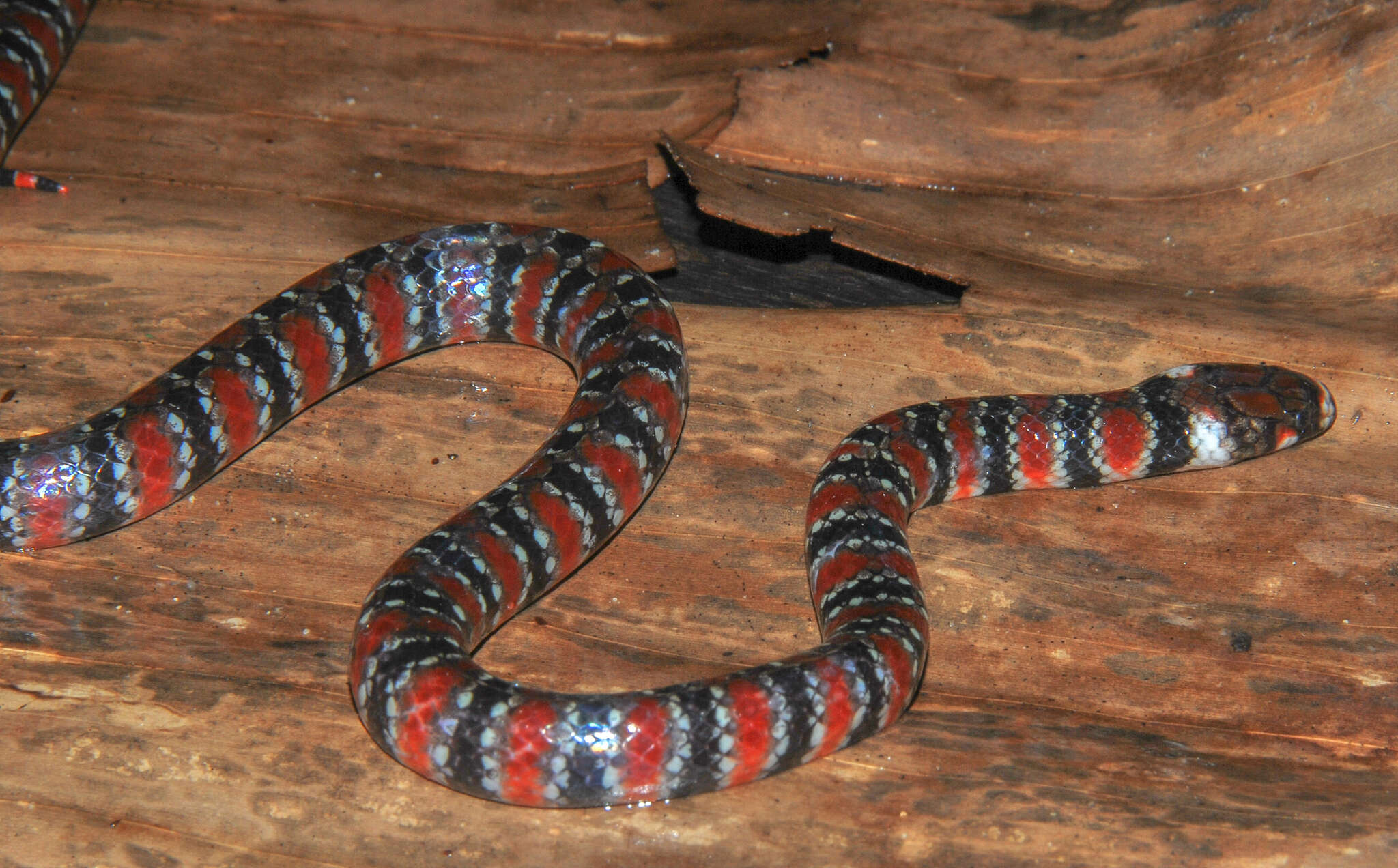 Image of Amazon Water Snake