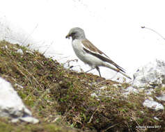 Image of Snowfinch