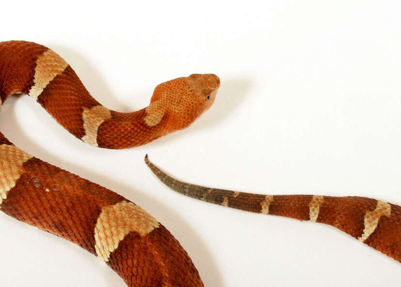 Image of Copperhead