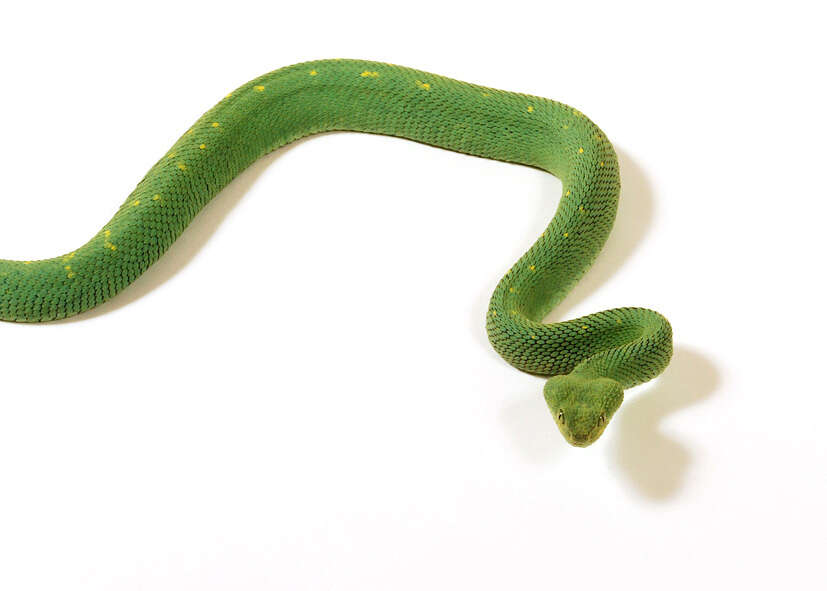 Imagem de Atheris chlorechis (Pel 1851)