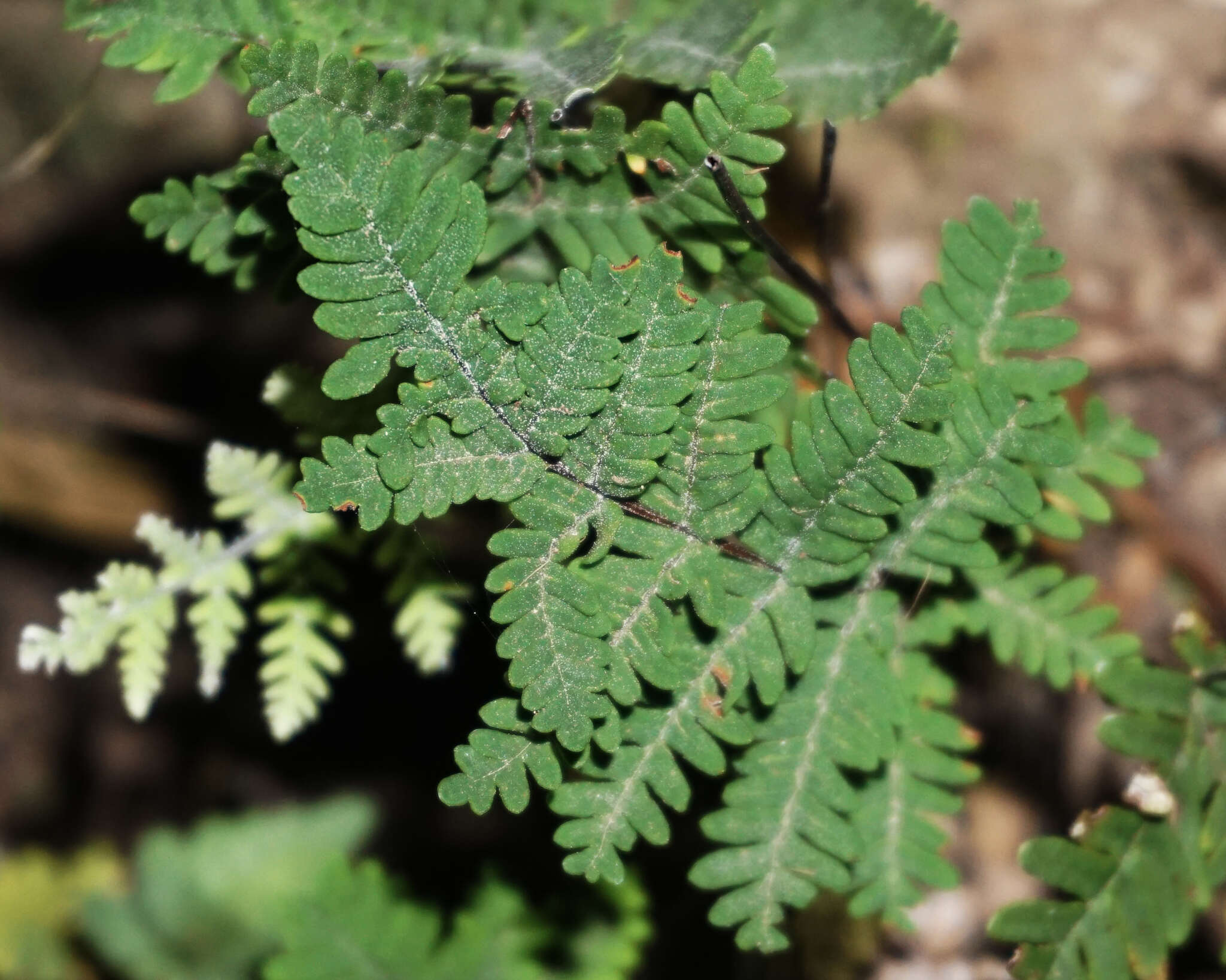 Image of Copeland's cloak fern