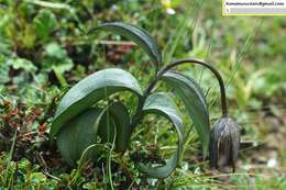 Image de Fritillaria delavayi Franch.