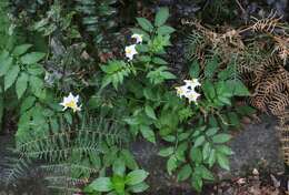 Image of Solanum chacoense Bitter