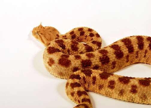 Image of Saharan horned viper