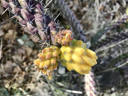 Image of Cylindropuntia imbricata subsp. spinosior