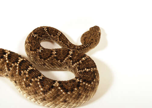 Image of Western Diamond-backed Rattlesnake