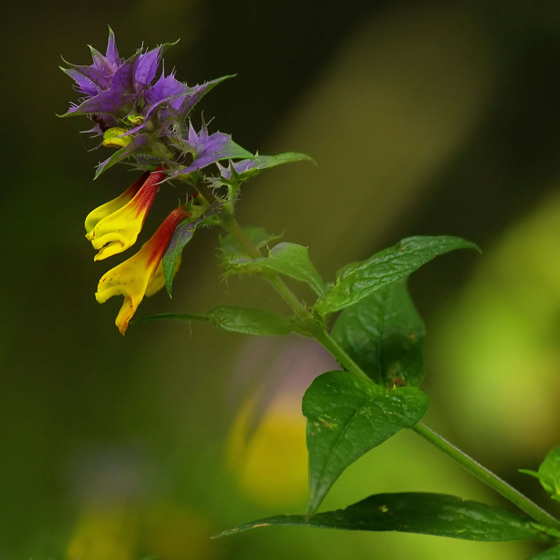 Слика од Melampyrum nemorosum L.