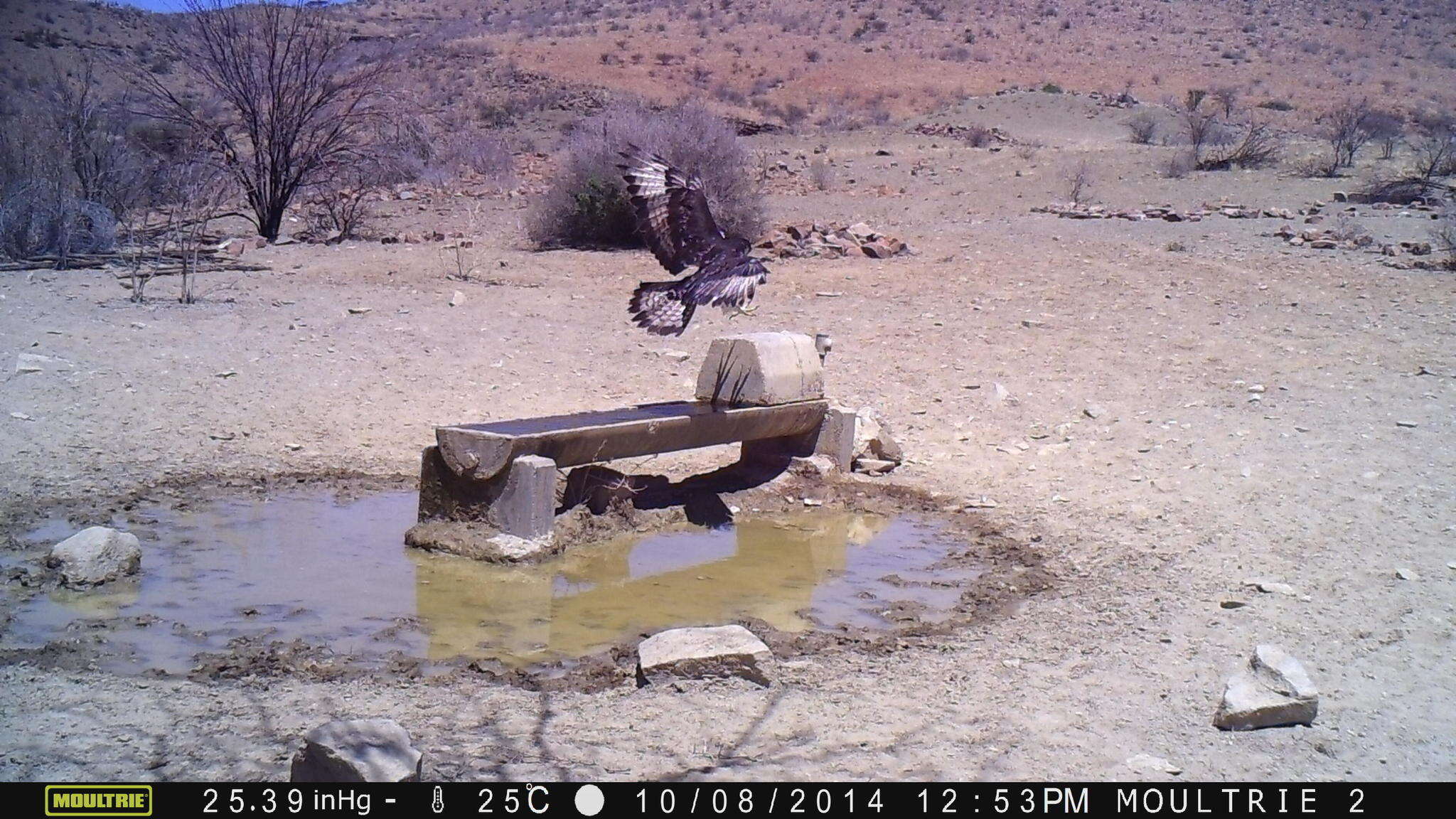 Image of African Hawk-Eagle